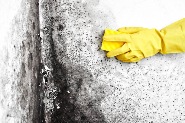 Best Fast Mold Removal  in Helena Valley West Central, MT