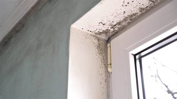 Best Certified Mold Removal  in Helena Valley West Central, MT