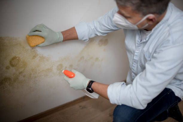 Best Mold Damage Repair  in Helena Valley West Central, MT