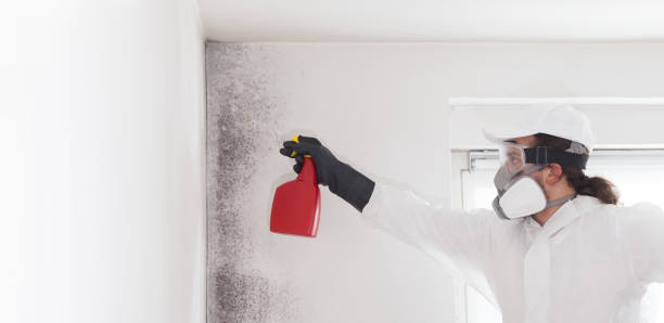 Best Attic Mold Removal  in Helena Valley West Central, MT