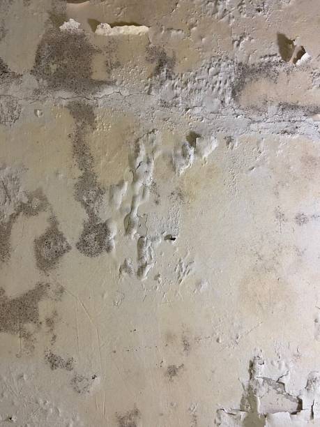 Mold Testing and Removal in Helena Valley West Central, MT