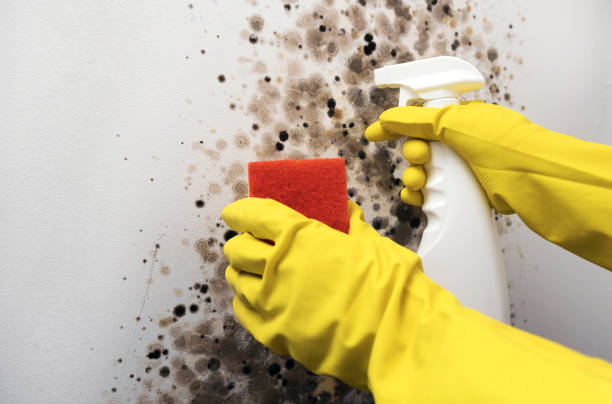 Best Emergency Mold Removal  in Helena Valley West Central, MT