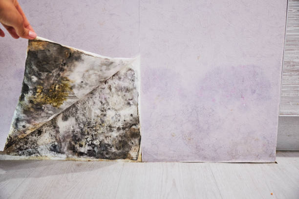Office Mold Removal Services in Helena Valley West Central, MT